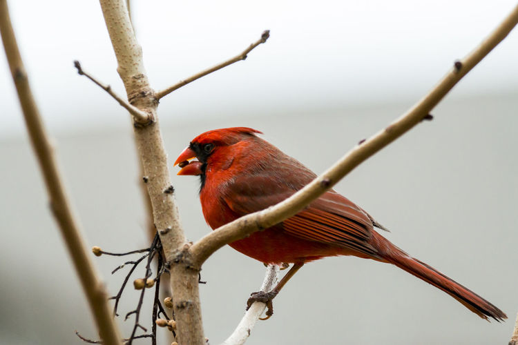 Close-up of northern cardinal perching on bare tree