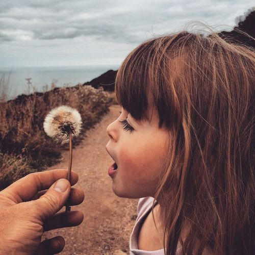 Hand holding dandelion