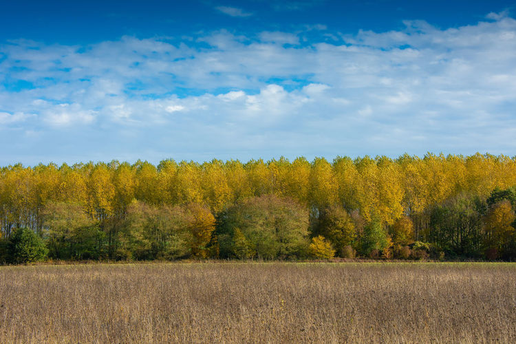 Plants growing on land against sky