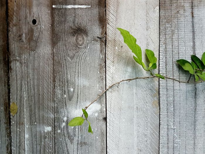 Close-up of ivy on wood