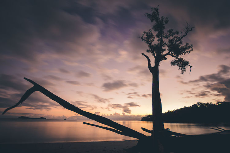 Scenic view of silhouette tree against cloudy sky
