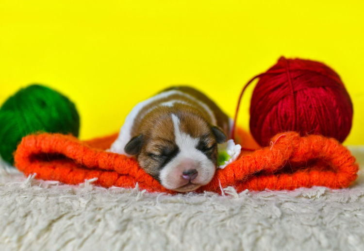 Close-up of puppy sleeping on rug