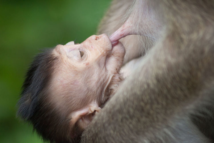 Midsection of monkey breastfeeding infant