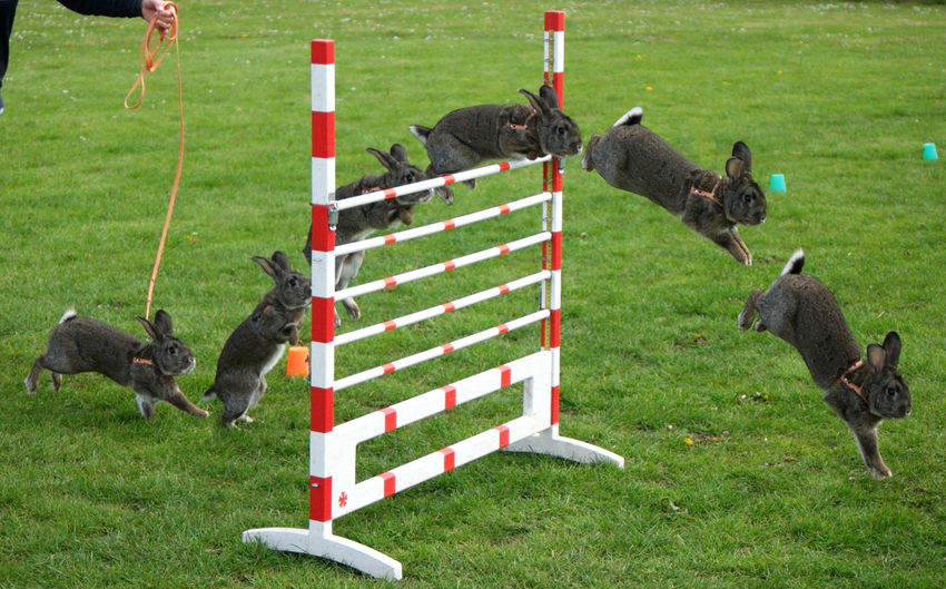 Rabbits jumping over hurdle on grassy field