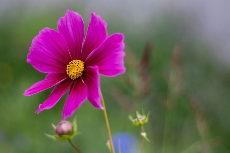 Close-up of purple flower
