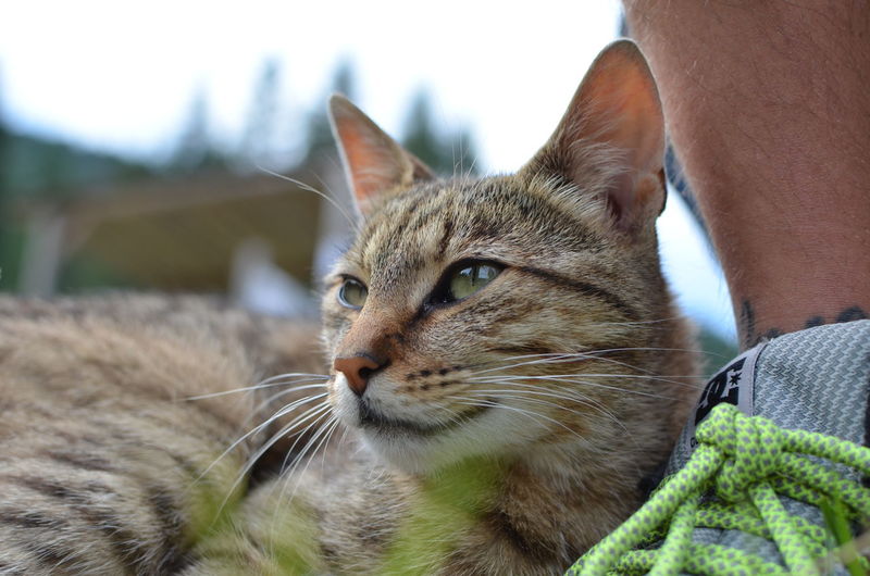 Close-up of cat looking away