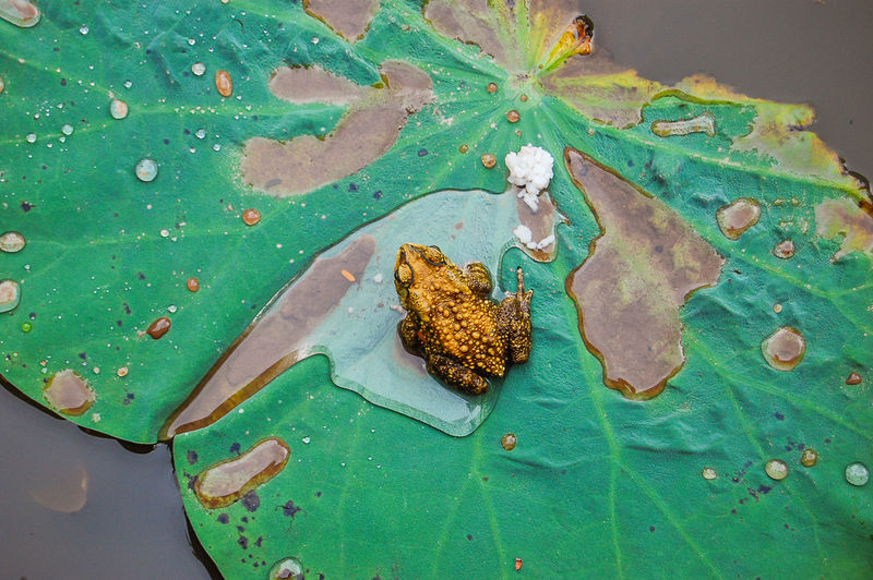 Directly above shot of frog on leaf in pond