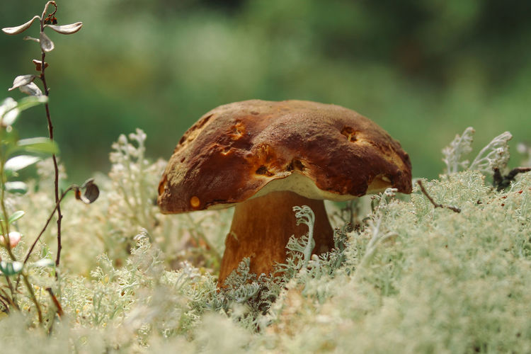 Porcini mushroom in the white moss