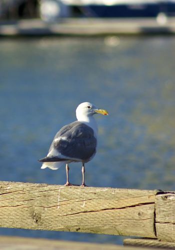 Close-up of seagull perching on lake