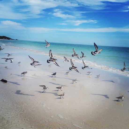 Silhouette of birds flying over sea