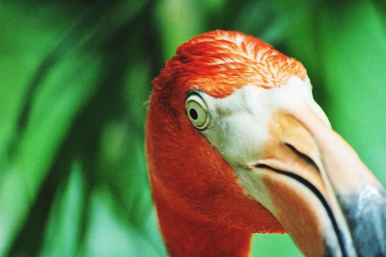Close-up of parrot