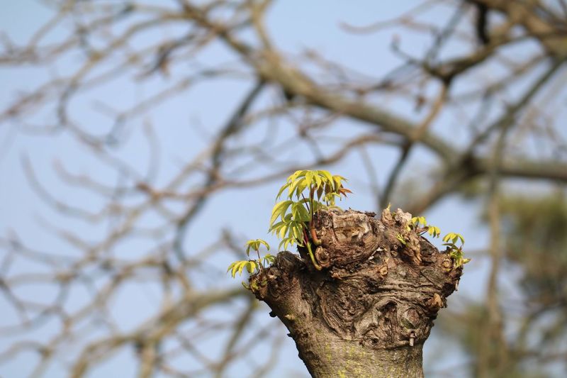 Close-up of dead plant against tree