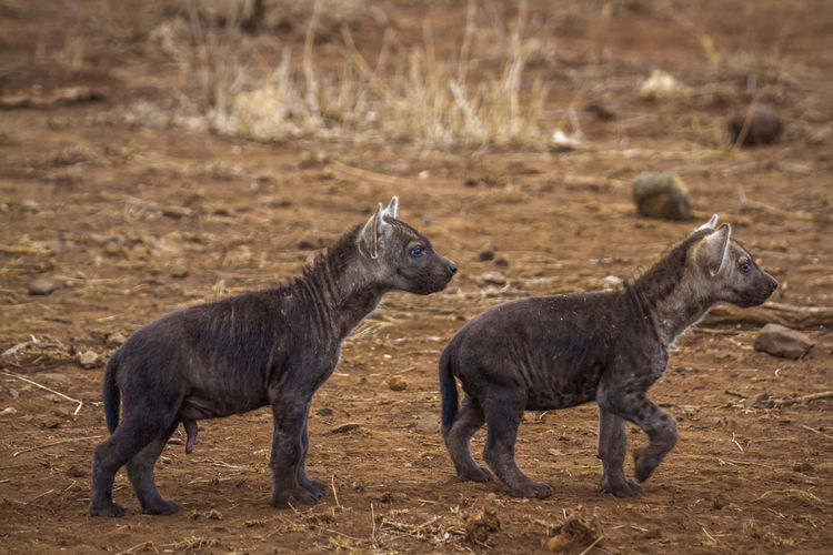 Hyenas walking on land