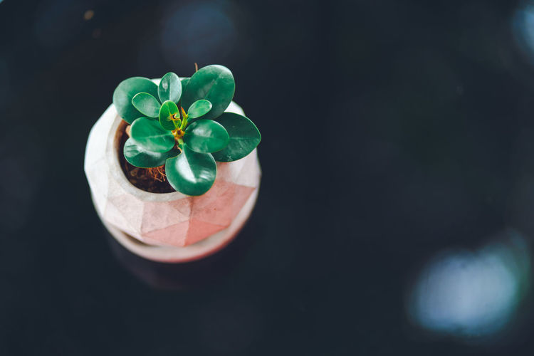 High angle view of succulent plant