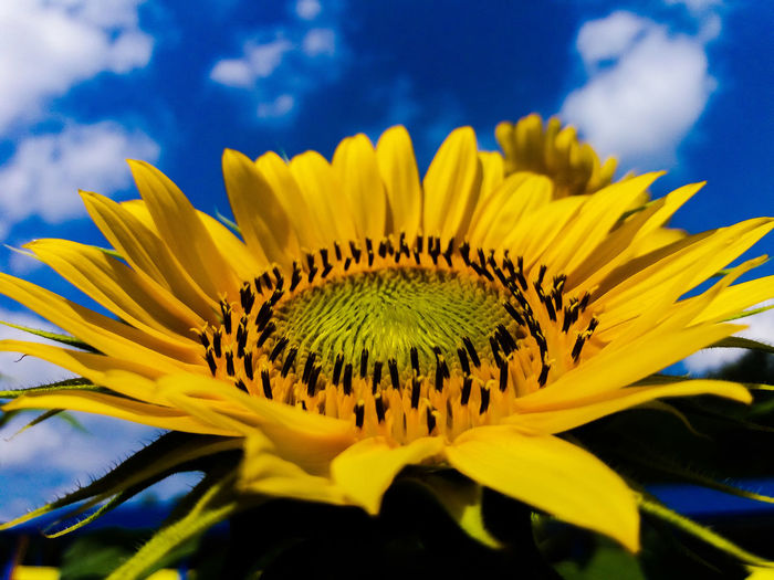 Close-up of yellow sunflower flower
