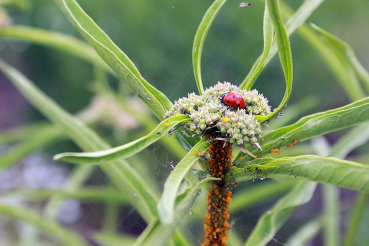 Lady bug on plant