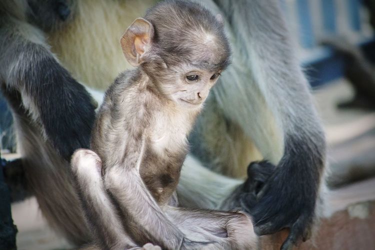 Close-up of a monkeybl baby 