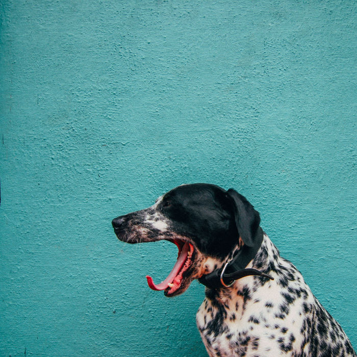 Dog yawning against wall