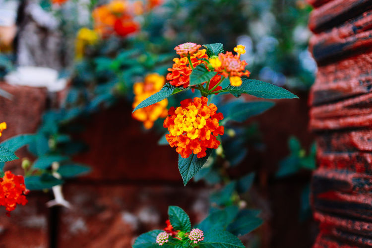Close-up of orange flowering plant