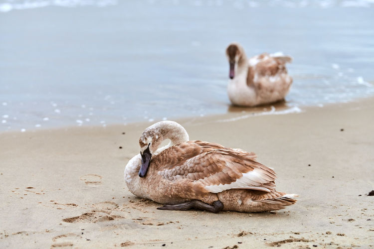 Young brown colored white swan sitting on sand by blue waters of baltic sea. swan chick. cygnus olor