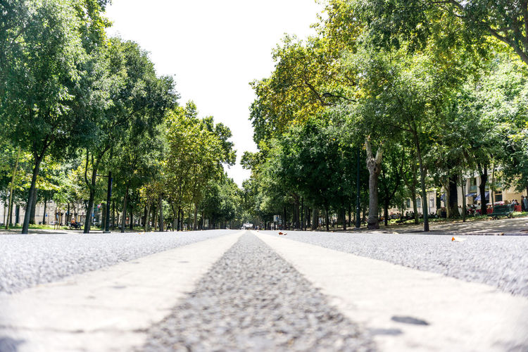 Road amidst trees and plants in city