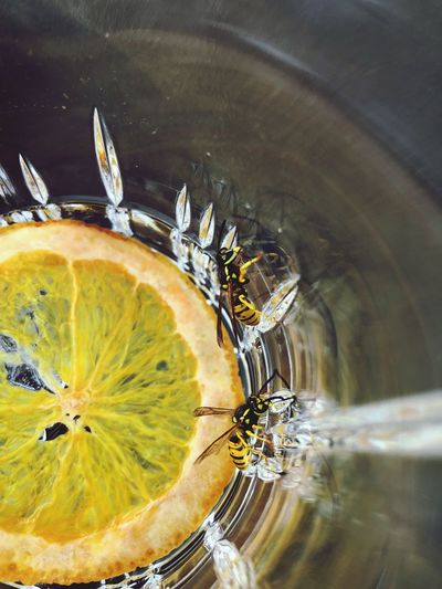 Close-up of insects and lemon in empty glass