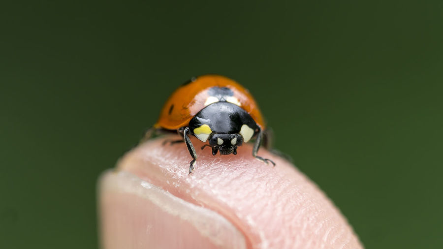 Macro shot of ladybug on finger