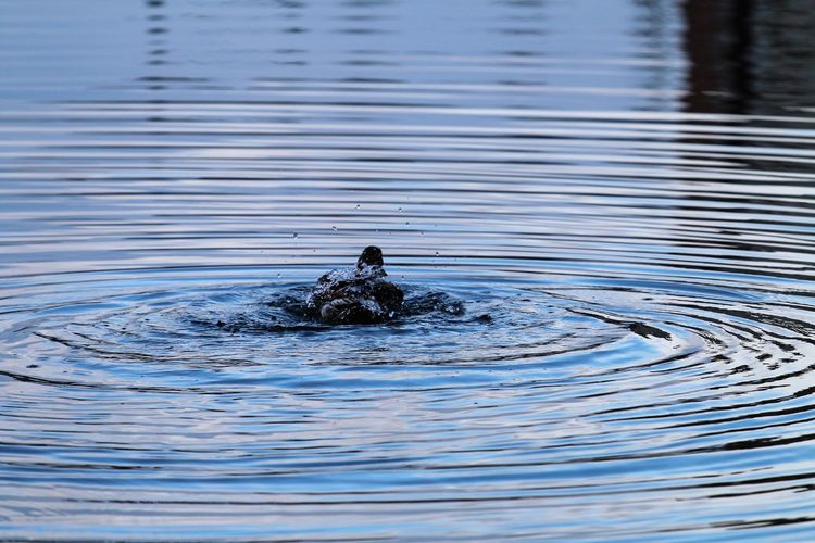 Duck take ashower with ripples and droplets.