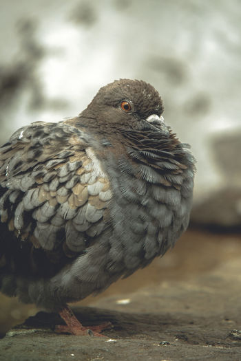 Close-up of owl perching