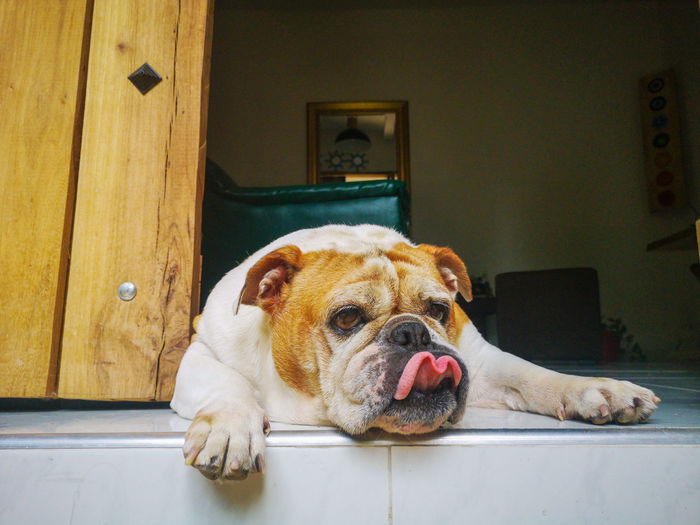 Portrait of dog lying down on floor at home