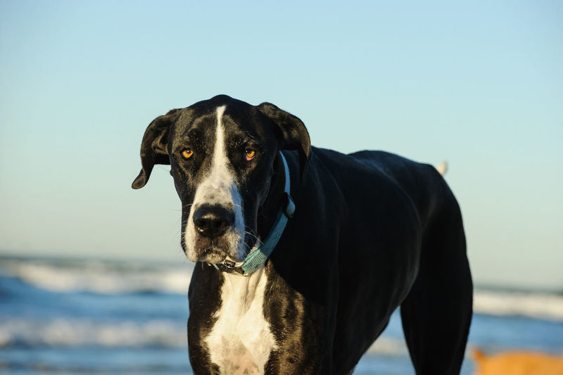 Close-up of dog standing on beach against clear sky