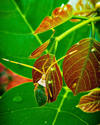 Close-up of insect on leaves