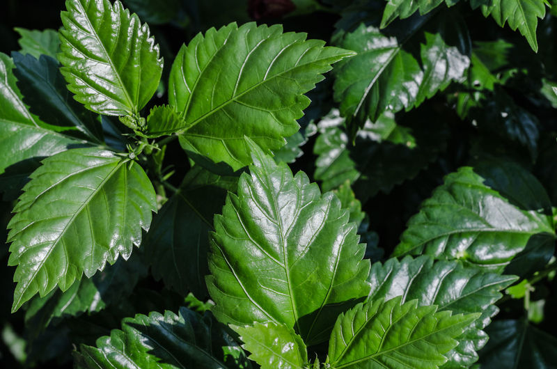 Close-up of leaves on plant