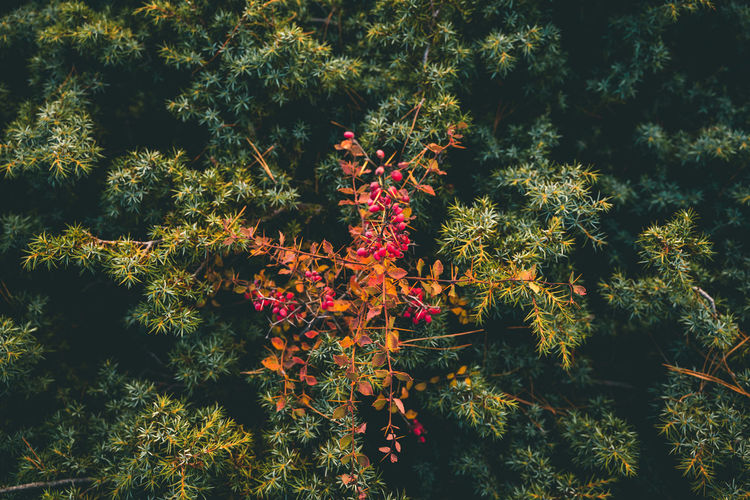 High angle view of flowering trees at night