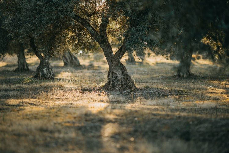 Olive trees on field