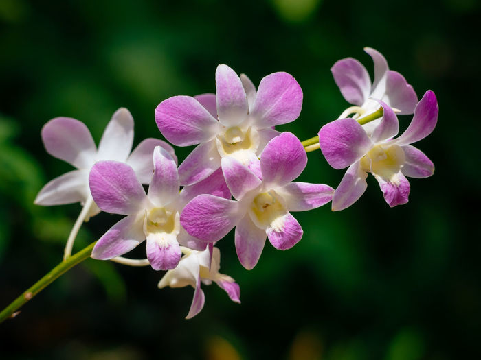 Dendrobium in singapore orchid garden