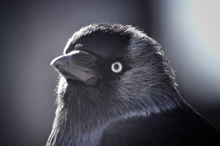 Close-up portrait of a bird 