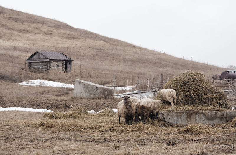 Old hut and flock of sheep on the background of the hill