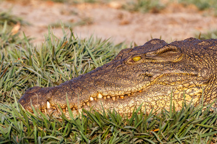 Close-up of animal on grass