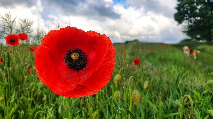 Close-up of red poppy flower on field against sky