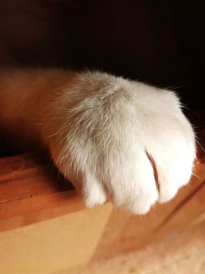 Close-up of cat on hardwood floor