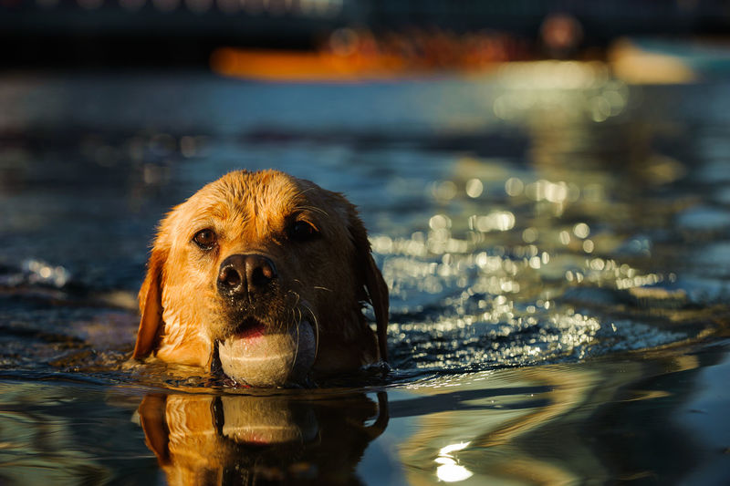 Portrait of dog with tennis ball in mouth swimming in lake