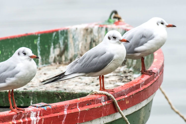 Seagulls perching on a boat
