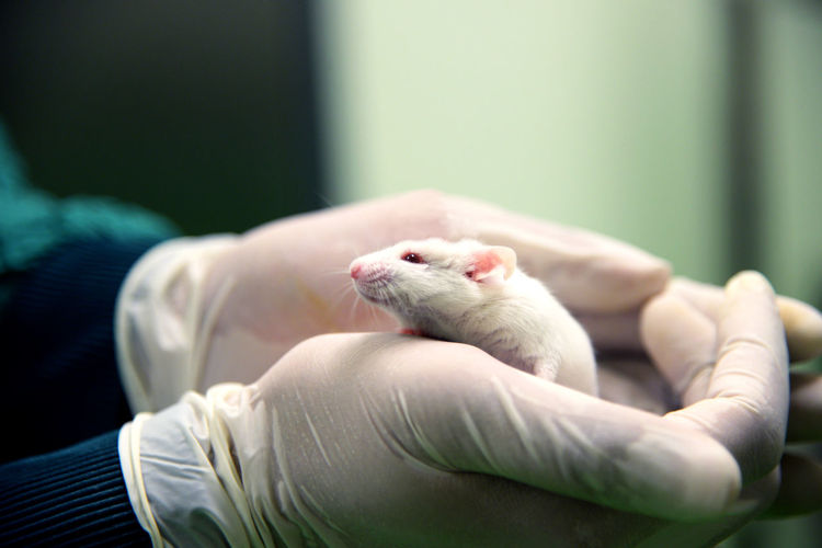 Cropped hands holding white rat