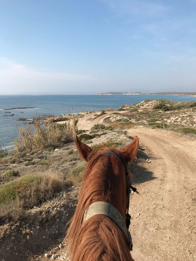 View of horse on beach against sky