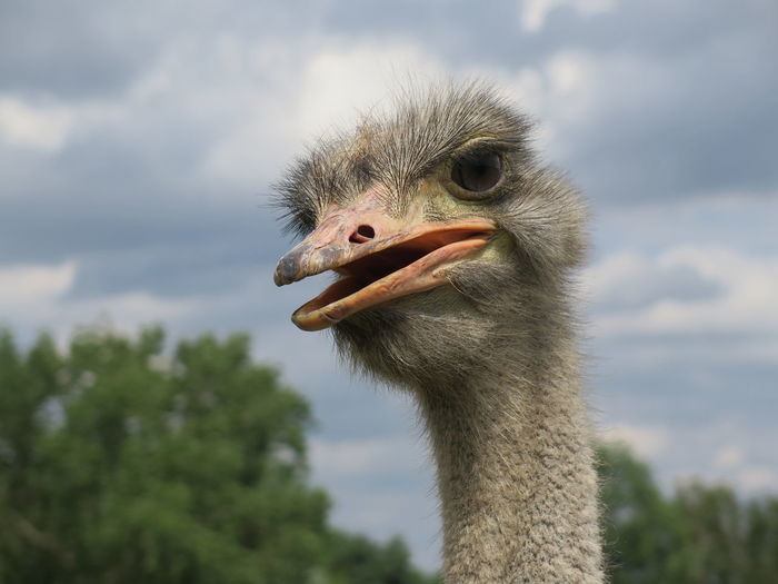 Close-up of ostrich against sky