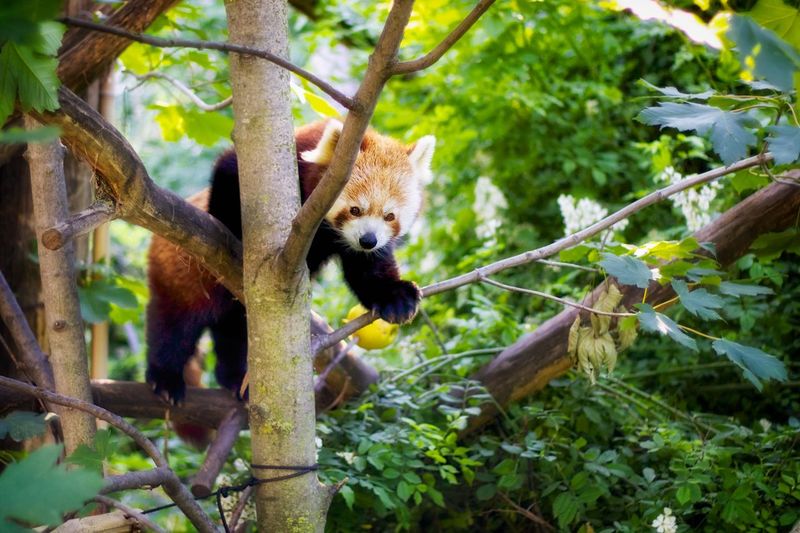 Red panda on branch of tree