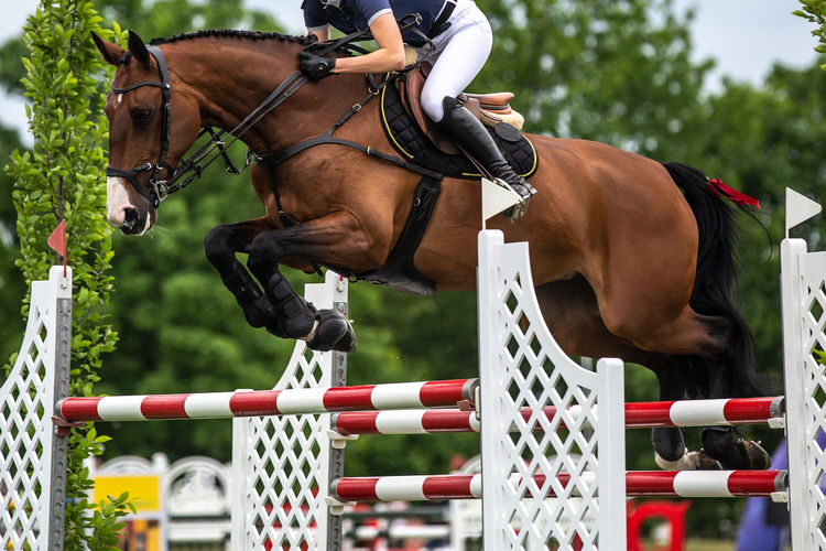 Horse jumping, equestrian sports, show jumping competition themed photograph.