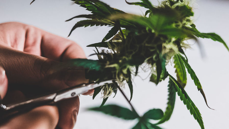 Cropped image of person holding cannabis plant at home