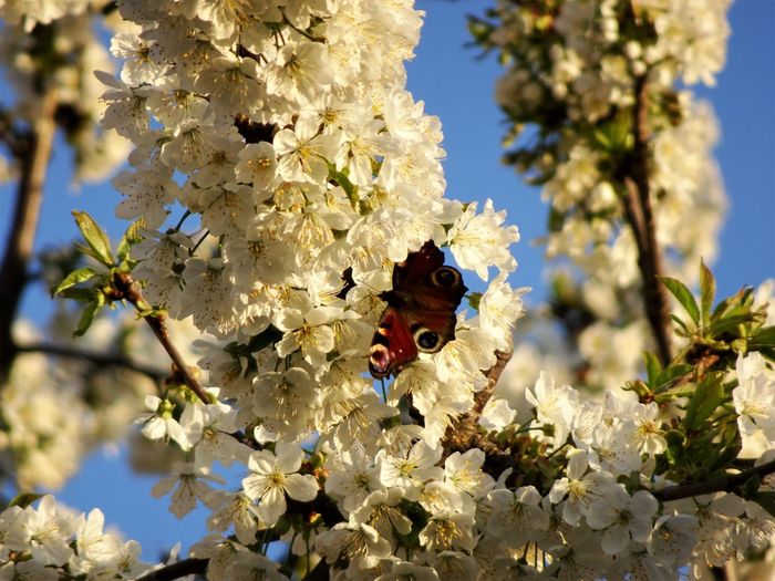 Close-up of butterfly perching on flower tree